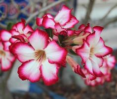 adenium obesum flor foto