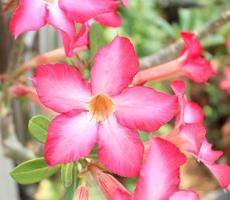 rosa del desierto-lirio impala- azalea simulada foto