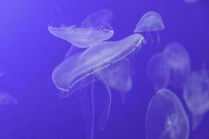 Transparent jellyfish in the sea photo