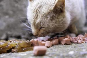 Cat eating in the street photo