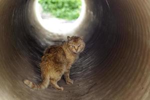 gato callejero en una pipa foto