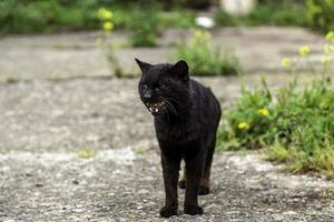 gatos abandonados en la calle foto