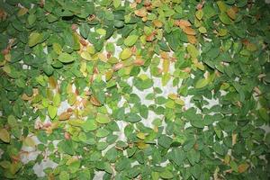 ivy leaves on wall background for wallpaper photo