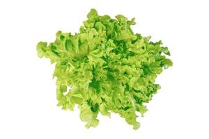 green oak lettuce leaf isolated on white background with clipping path, photo