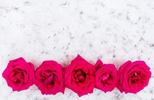 Pink roses on white background. Top view