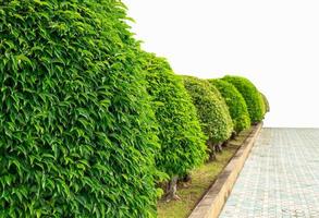 los árboles están plantados junto a todos los arbustos verdes. es la superficie de varias hojas superpuestas. hay una superficie del pasillo al lado. deja un espacio en blanco para poner el cielo blanco. foto