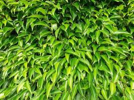 all green bushes It is the surface of many leaves overlapping, making it appear as a patterned background. photo