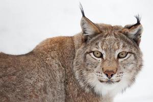 lince en el bosque, invierno y nieve foto