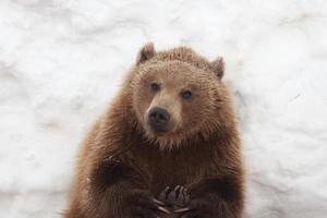 oso pardo en la naturaleza, jugando con la nieve foto