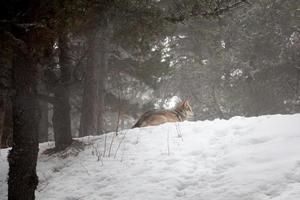 lobo en estado salvaje, invierno en los pirineos, nieve y bosque foto