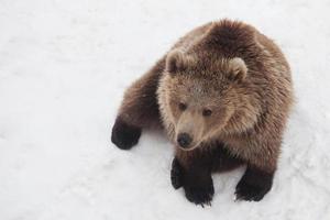 Brown bear in nature, playing with the snow photo