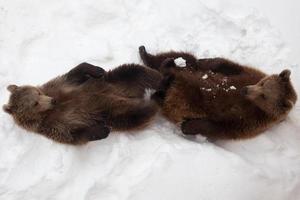 Brown bear in nature, playing with the snow photo