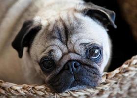 Pug female dog in a basket photo