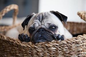 Pug female dog in a basket photo
