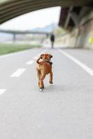 cachorro de boxeador dando un paseo por el parque foto