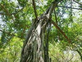A large tree with roots covering the ground, a large tree in the garden photo