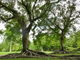 A large tree with roots covering the ground, a large tree in the garden photo