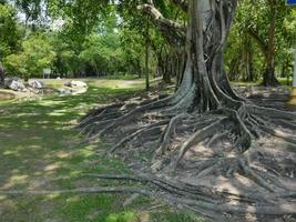 A large tree with roots covering the ground, a large tree in the garden