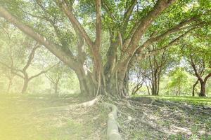 A large tree with roots covering the ground, a large tree in the garden photo