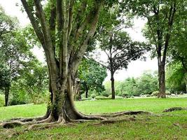 un gran árbol con raíces que cubren el suelo, un gran árbol en el jardín foto