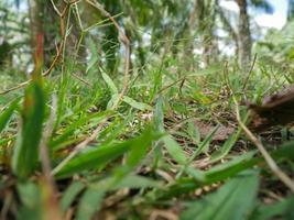 Oil palm oil, economic crops of farmers in southern Thailand. photo