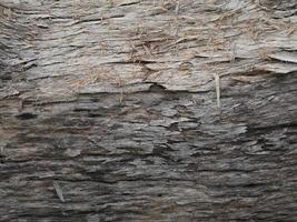 textura de madera seca foto
