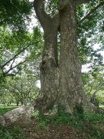 un gran árbol con raíces que cubren el suelo, un gran árbol en el jardín foto