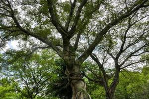 A large tree with roots covering the ground, a large tree in the garden photo