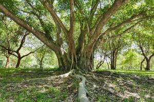 A large tree with roots covering the ground, a large tree in the garden photo
