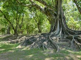 A large tree with roots covering the ground, a large tree in the garden photo