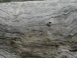 dry wood texture photo