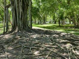 A large tree with roots covering the ground, a large tree in the garden photo