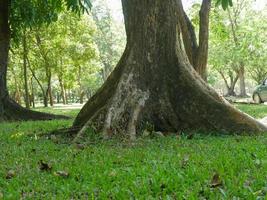 un gran árbol con raíces que cubren el suelo, un gran árbol en el jardín foto