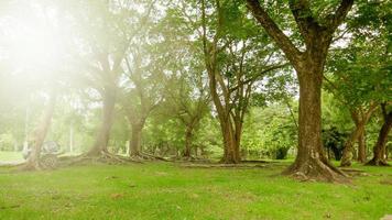 A large tree with roots covering the ground, a large tree in the garden photo