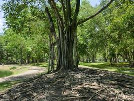 A large tree with roots covering the ground, a large tree in the garden photo