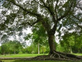 un gran árbol con raíces que cubren el suelo, un gran árbol en el jardín foto