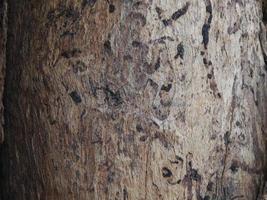 dry wood texture photo