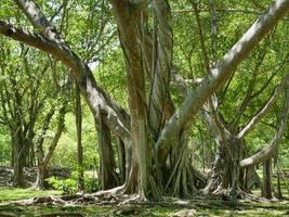 A large tree with roots covering the ground, a large tree in the garden photo