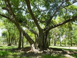 A large tree with roots covering the ground, a large tree in the garden photo