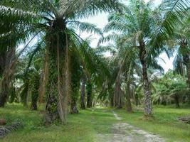 Oil palm oil, economic crops of farmers in southern Thailand. photo