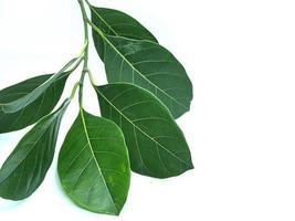 Jackfruit leaves on the White Blackground photo