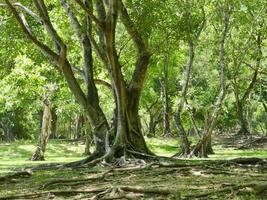 A large tree with roots covering the ground, a large tree in the garden photo