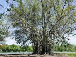 A large tree with roots covering the ground, a large tree in the garden photo