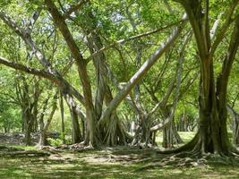 A large tree with roots covering the ground, a large tree in the garden photo