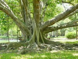 A large tree with roots covering the ground, a large tree in the garden photo