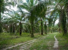 Oil palm oil, economic crops of farmers in southern Thailand. photo