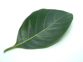 Jackfruit leaves on the White Blackground photo