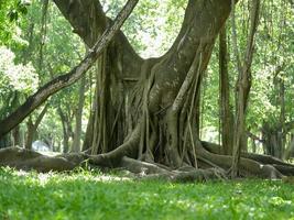 un gran árbol con raíces que cubren el suelo, un gran árbol en el jardín foto