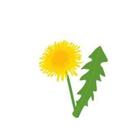 Vector illustration of yellow dandelion with green leaves