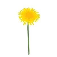 Vector illustration of yellow dandelion with green leaves